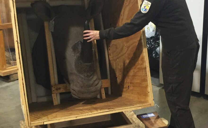 Coleen Schaefer, the head of the National Eagle and Wildlife repository on the outskirts of Denver, shows off rhino parts that were confiscated.