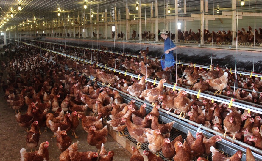 Cage-free chickens in a barn near Hershey, Pa., get to roam and perch on steel rods (but they don't go outside). In September, McDonald's said it would buy only cage-free eggs, inspiring several other food companies to follow suit.