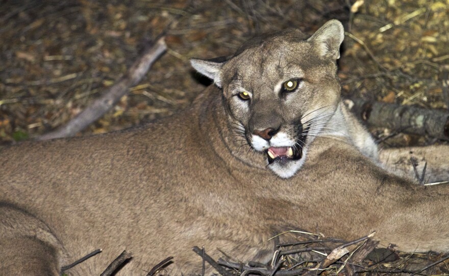 A mountain lion, although not this one, has been confirmed as the "shadow of an animal" that made off with a Pescadero, Calif., homeowner's dog.