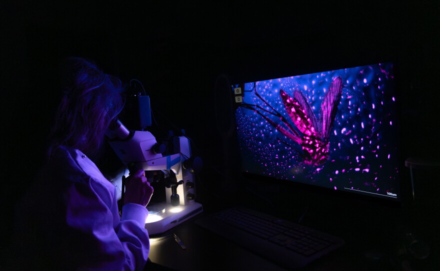 Lee Haines, a vector biologist at the University of Notre Dame peers into a microscope at a mosquito.  "It looks like I'm traveling through space, doesn't it?" she asks of the photo, a winning image in the Scientists at Work photo contest.