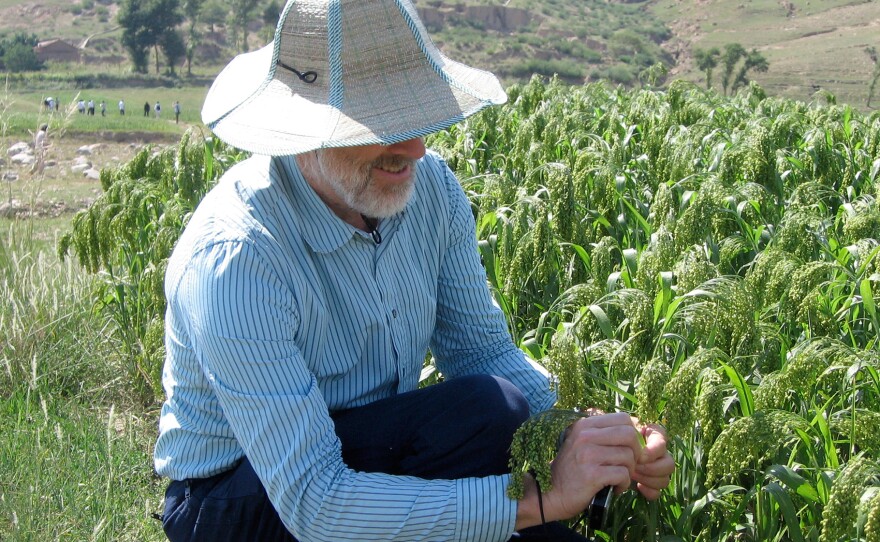 Martin Jones with millet in northern China. He led a team whose research pieced together a sweeping chronology and map of the grain's relationship with people.