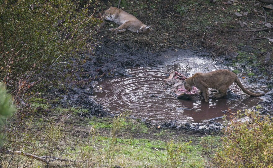 One mountain lion feeds at the wallow kill while another sleeps nearby awaiting its turn, in a rare look at resource-sharing behavior. Florence, Montana