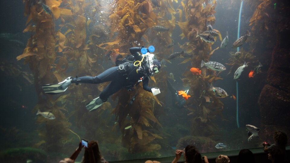 Celeste Parry cleans in Birch Aquarium's Giant Kelp Forest Tank on Aug. 14, 2025. San Diego, Calif.