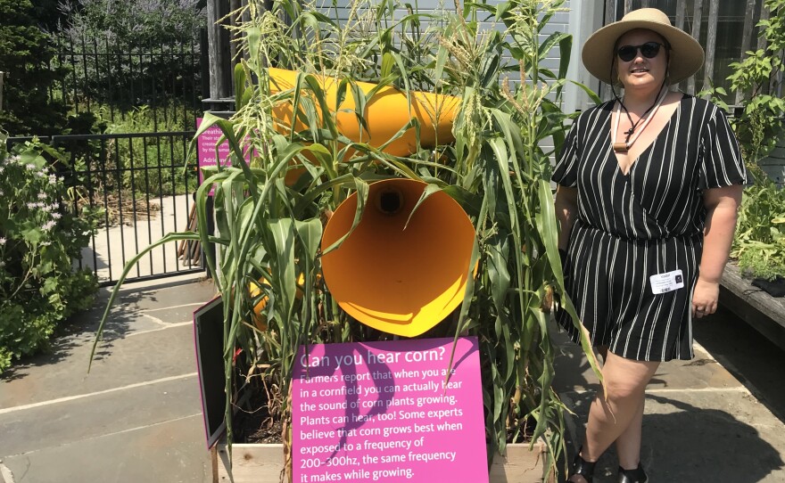 Adrienne Adar, the artist behind "Sonic Succulents," stands next to corn she planted in May at the Brooklyn Botanic Garden.