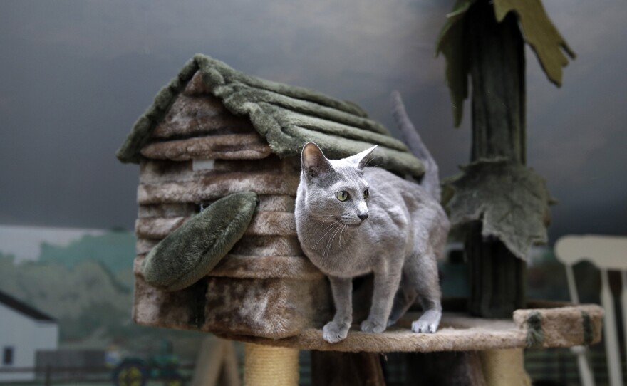 A cat stands on a playhouse in New Jersey, which could become the first state to ban the practice of declawing cats.