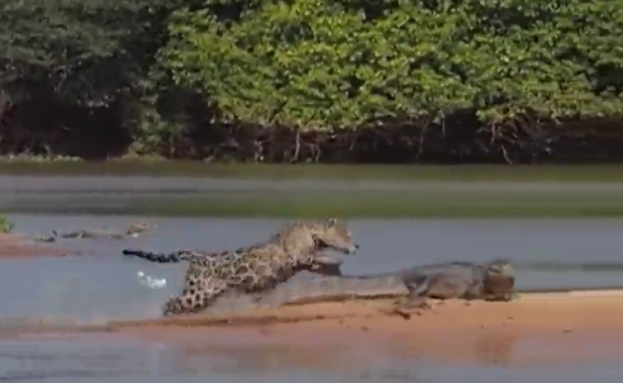 National Geographic's Discover edition for Jan. 29 features this dramatic video.