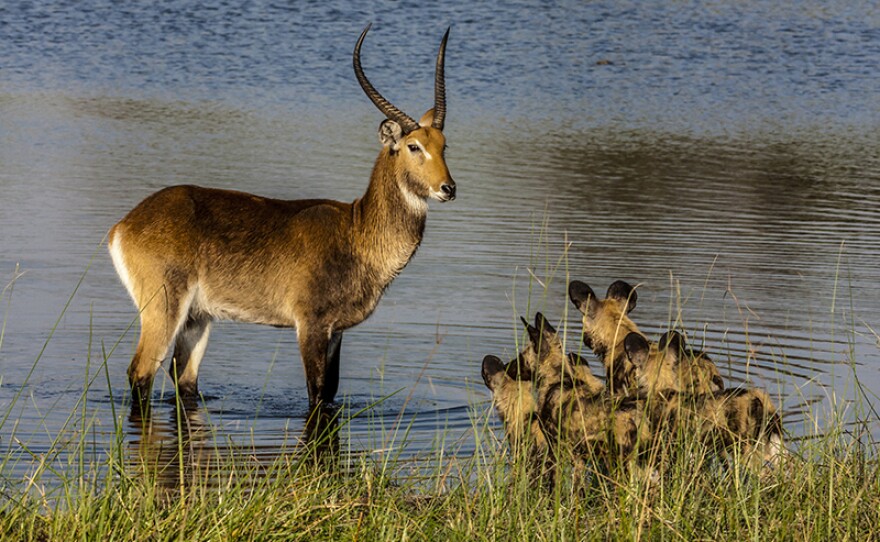 A pack of African wild dogs chasing an extremely rare wild hybrid of Waterbuck and Lechwe who escaped into a spillway for safety. Okavango Delta, Botswana. 