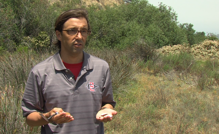 San Diego State University archaeologist Todd Braje holds discarded sea shells found in Torrey Pines State Natural Reserve, June 27, 2016.