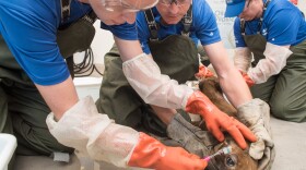 A sea lion coated in crude oil from a ruptured pipeline in Santa Barbara is cleaned at SeaWorld’s Oiled Wildlife Care Center.