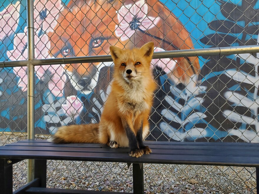 A fox sits on a bench at the Judith A Bassett Canid Education and Conservation Center in Santa Ysabel, Jan. 28, 2023.