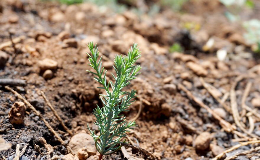 In some sequoia groves, few seedlings are being found in the aftermath of the Castle Fire. Those that have sprouted face surviving a summer of extreme drought.