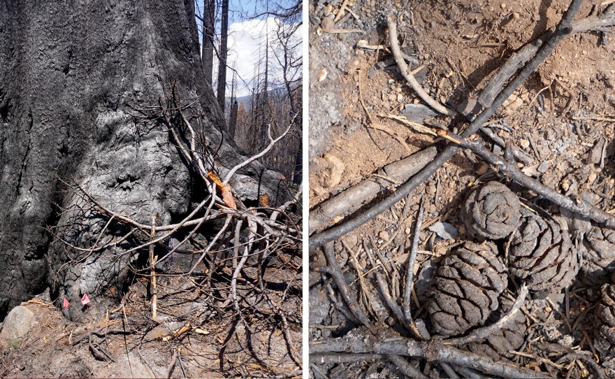 UC Berkeley's Holden Payne gathers data about the density of trees in the Alder Creek sequoia grove. Sequoia cones only release their seeds during wildfires.
