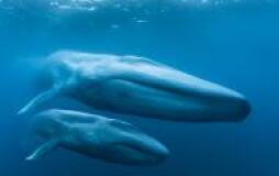 "Blue Whales: Return of the Giants"