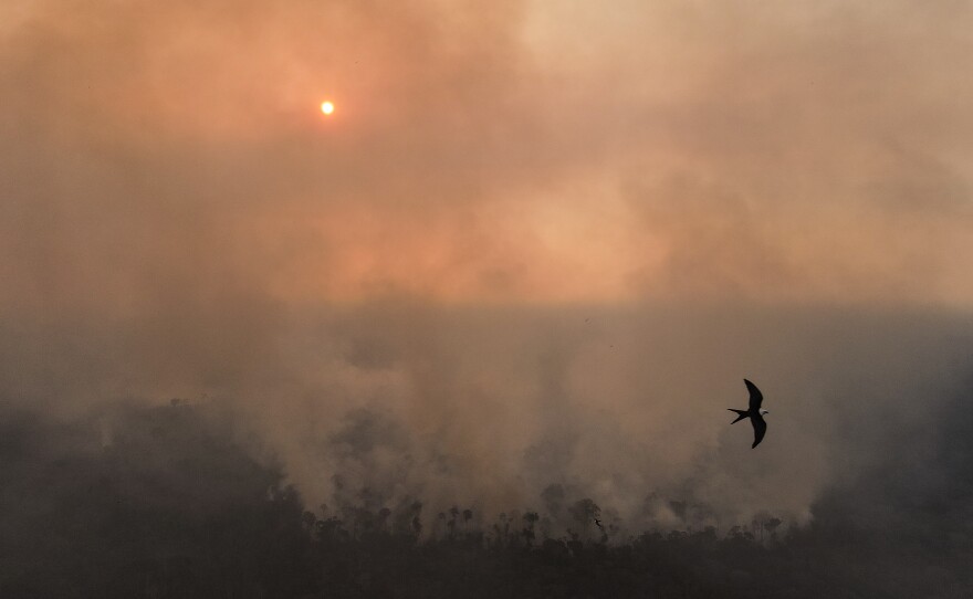 A bird flies past a large fire in a recently deforested area of the Amazon rainforest along highway BR-319 on Sept. 25.