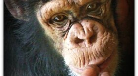 The NIH will keep 50 chimps in captivity for possible future research. However, these chimps will not be bred. 