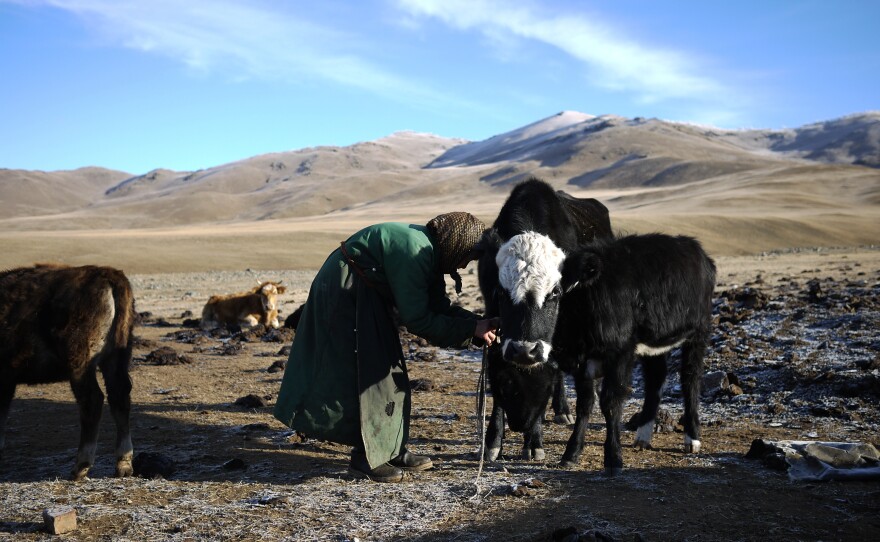Lkhagvajav Bish unties one of her cows. Bish's herd has dwindled since she began raising cashmere goats. She used to have 20 goats; now she has 150. "They're just taking over," she says.