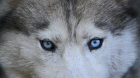 Wolf close up.