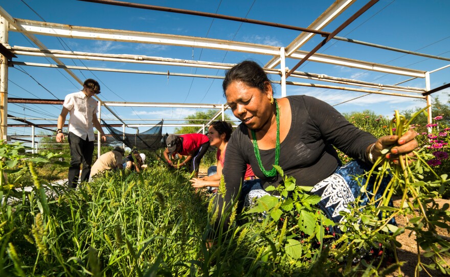 Iskashitaa participant Rogita Darji, a refugee from Bhutan, gathers purslane, an edible plant to some, but considered a weed on a farm in Tucson, Ariz.
