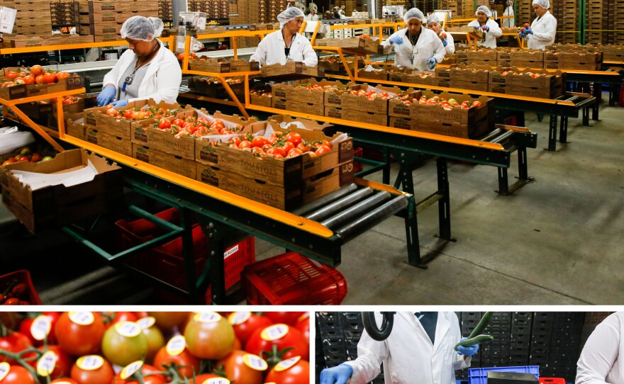 Workers in the packing shed at the farm in Mexico. By U.S. standards, the workers at Wholesum Harvest don't make much. Their pay is about $10 a day.