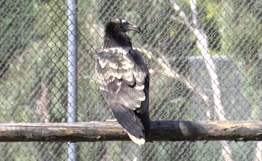 Fledged Egyptian vulture born hatched at the San Diego Zoo Safari Park on Sept. 13, 2021.