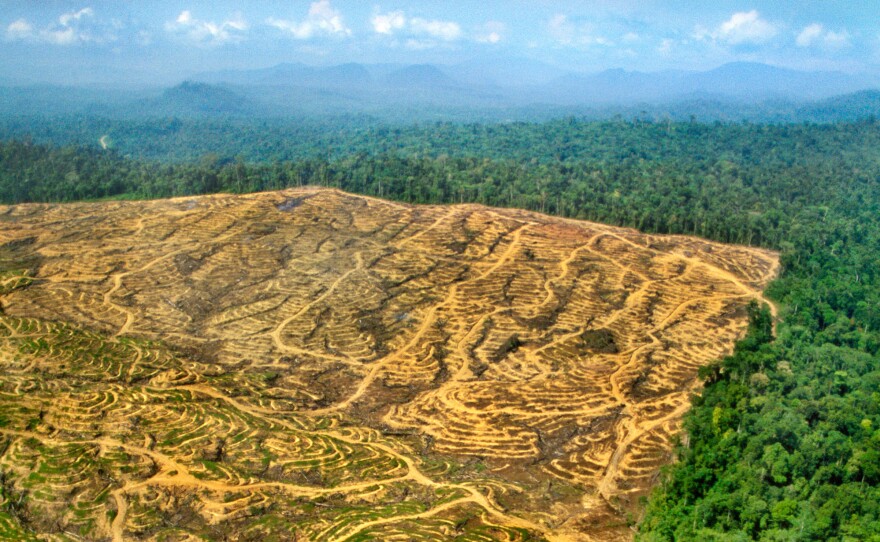 Opening Pandora's box: Once pristine rain forest in Borneo, the land on the left has been clear-cut for a palm oil plantation. Everytime people cut into forests, they create "edges," where people come into contact with animals — and their viruses.