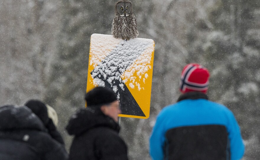 A group of photographers gathered to search and wait for a sighting of the great gray owl north of Two Harbors, Minn. The owl, often called the "Phantom of the North," flew to within 20 yards and rested on a highway sign.