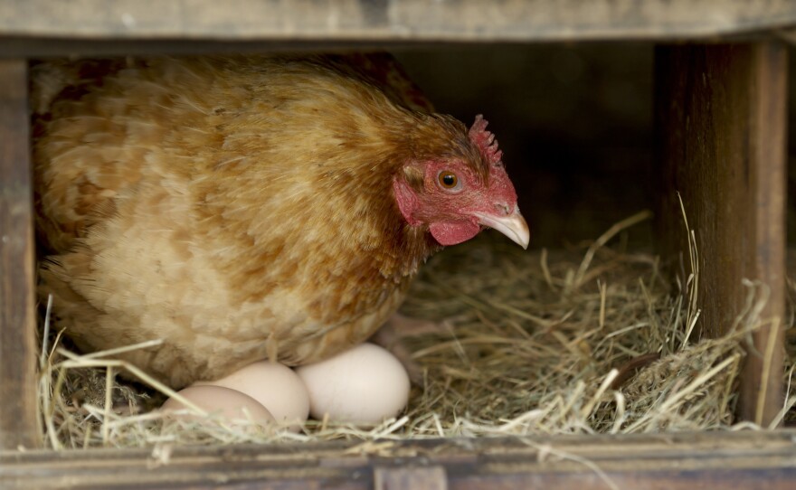 Many backyard chicken keepers are thinking less about the business of raising chickens and more about collecting them — you just have to have them all — which comes with predictable consequences: too many eggs.