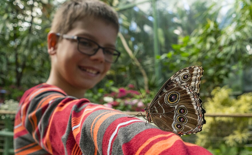 Butterfly Jungle