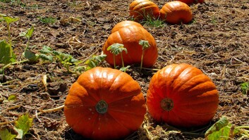 Pumpkin Patch at Bates Nut Farm