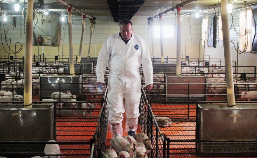 Craig Rowles raises pigs near Carroll, Iowa. The piglets will enter and leave this room as a group.