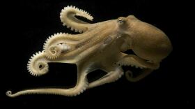 The California two-spot octopus can edit the RNA in its brain on a massive scale, likely allowing it to keep a clear head in both warm and cool waters.