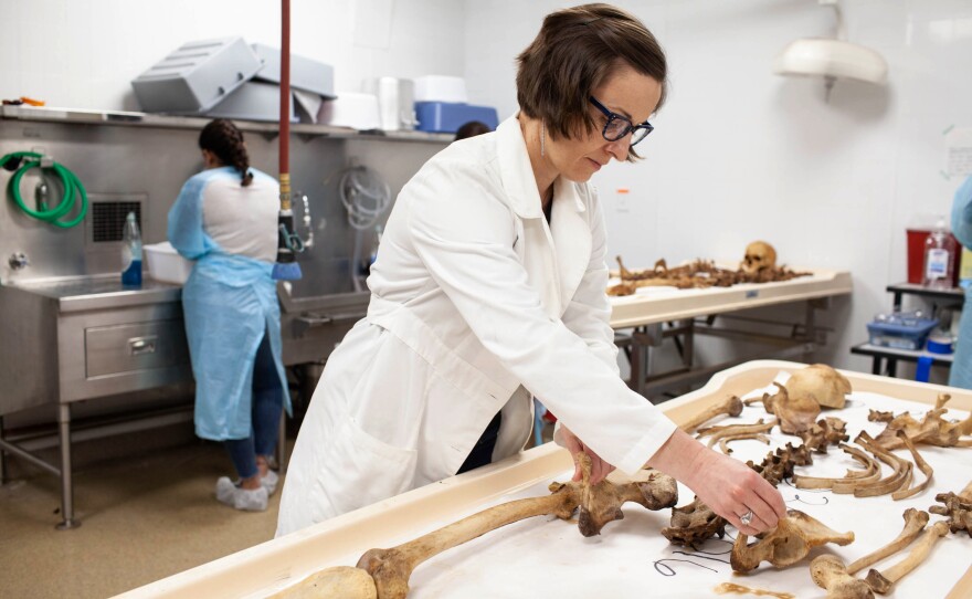 Spradley adjusts the layout of a donor's skeletal remains. The lab receives donor remains as part of a willed body program, in addition to remains for the OPID project.