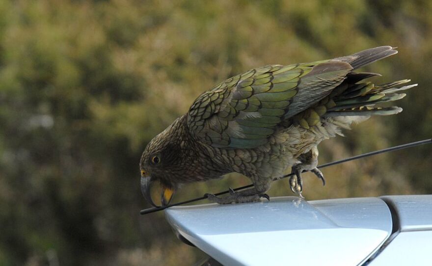 A kea parrot picks at the antenne of a vehicle in New Zealand.