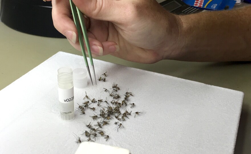 Christy Roberts, an entomologist in Harris County, Texas, sorts mosquitoes with tweezers. They will be tested for viruses such as West Nile and Zika.