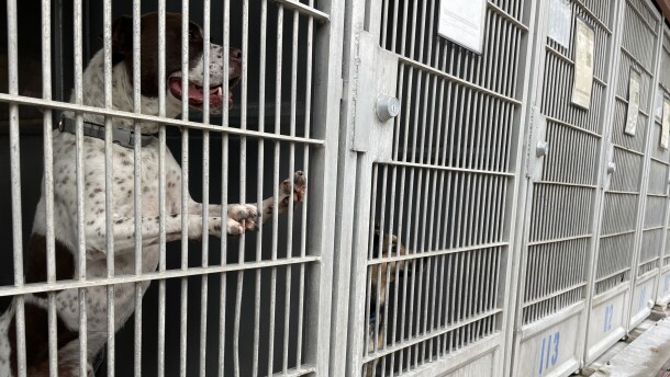 Dogs in kennels at the Bonita shelter are shown in this photo from June 3, 2025. Former shelter employees and volunteers say the dogs spend most of their time in the kennels, waiting to go for a walk or get some playtime.