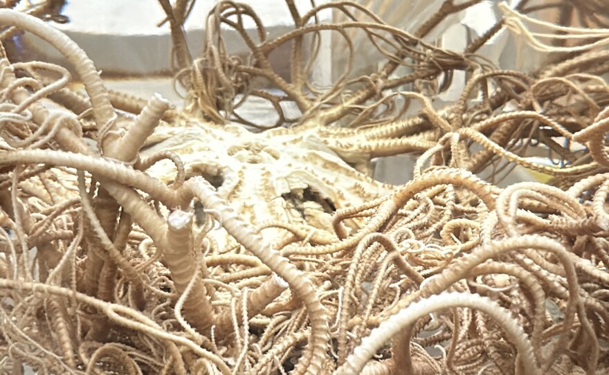 This basket starfish from Costa Rican waters is found at the Benthic Invertebrate Collection, found at the Scripps Institution of Oceanography. Feb 5, 2025