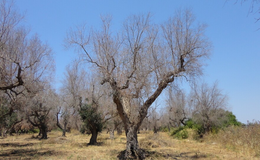 A deadly bacterium, xylella fastidiosa, has killed millions of olive trees in southern Italy. One of the hardest-hit areas is Lecce province in the Puglia region (pictured here). Xylella, which has no cure, "is almost like the coronavirus of olive trees," says Maria Saponari, a plant virologist at the Institute for Sustainable Plant Protection in Italy.