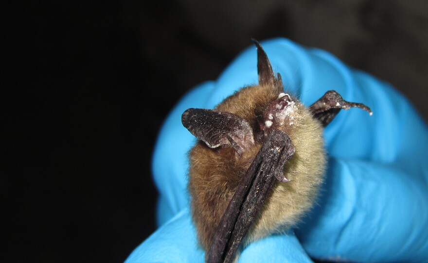 A scientist holds a northern long-eared bat suffering from the white-nose syndrome in LaSalle County, Ill.