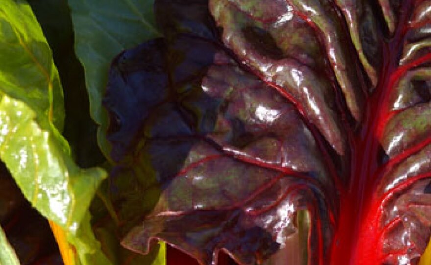 Colorful rainbow of swiss chard. VICTORY GARDEN’s EdibleFEAST travels from garden to sea, mountains to fields, to learn about fresh local foods and the people who grow and produce them.