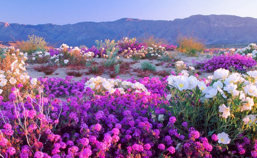 Super Bloom Of Wildflowers Days Away In AnzaBorrego Desert KPBS