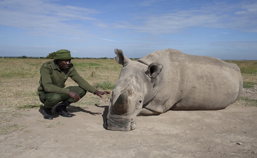 James Mwenda with Northern White Rhino, Kenya.