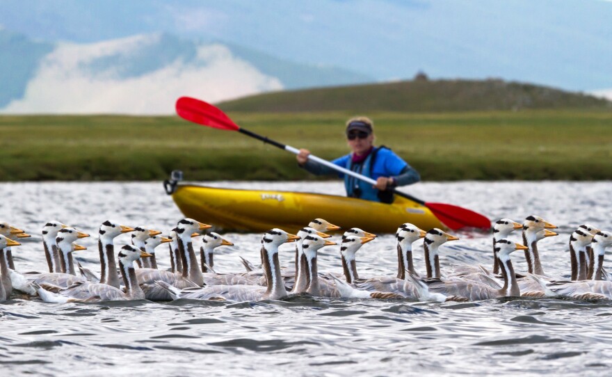 Lucy Hawkes, a physiological ecologist at the University of Exeter, rounds up bar-headed geese for monitoring in Mongolia. It's easier to catch the geese when they're briefly flightless after molting.
