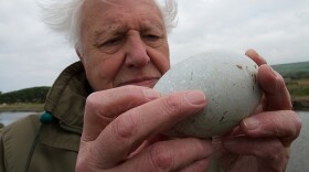 Sir David Attenborough holding a swan egg at Abbotsbury Swan colony in Dorset. The swan egg is one of the largest bird eggs in the UK.