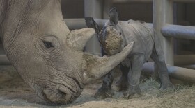 A female rhino calf plays with her mother, Amani, at the San Diego Zoo's Safari Park, Nov. 25, 2019. 
