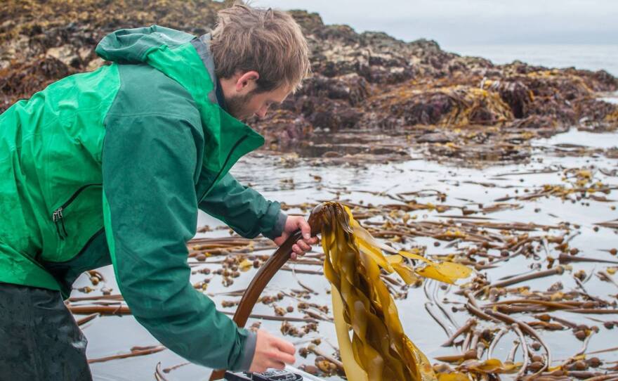 Matt Kern harvests wild bull kelp for salsa that he and his partner, Lisa Heifetz, are selling as part of his new business.