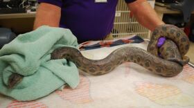 A Colombian rainbow boa, which was found in an office in the Gaslamp Quarter, is shown.