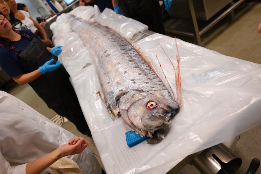 A deceased rare short-crested oarfish (Regalecus russellii) is seen in this August 2024 photo at NOAA Southwest Fisheries Science Center. The rare fish had washed to ocean surface in La Jolla Cove on Aug. 10.