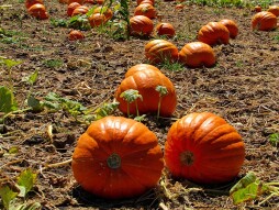 Pumpkin Patch at Bates Nut Farm