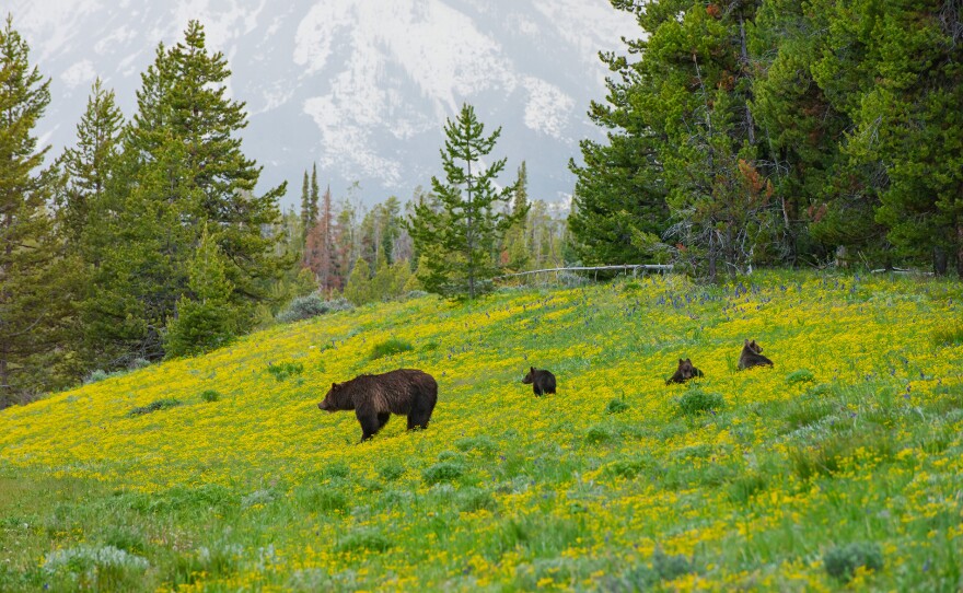Grizzly 399 and three cubs in a field of yellow flowers, Grand Teton National Park.