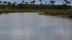 A settling pond, which collects water and allows nutrients to settle, at the Panther Island Mitigation Bank near Naples, Fla., June 7, 2018. 